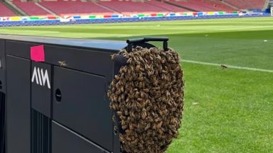 النحل يجتاح ملاعب ألمانيا